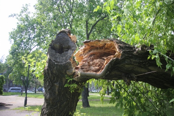 В Николаеве  дерево рухнуло на пенсионеров