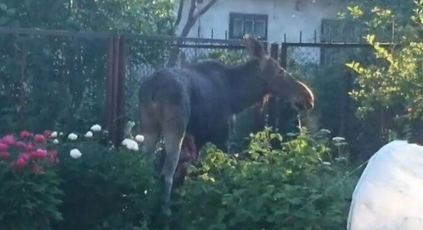 Дикий лось, который умер во дворе частного дома во Львове, удивил зоологов