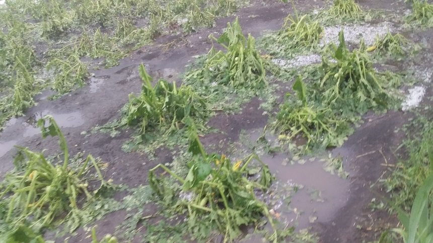 «Сорок минут Армагеддона»: в Николаевской области град уничтожил будущий урожай. ФОТО