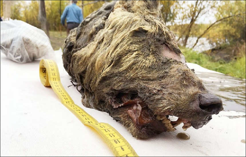 В Якутии нашли голову древнего волка, жившего 40 тысяч лет назад. ФОТО