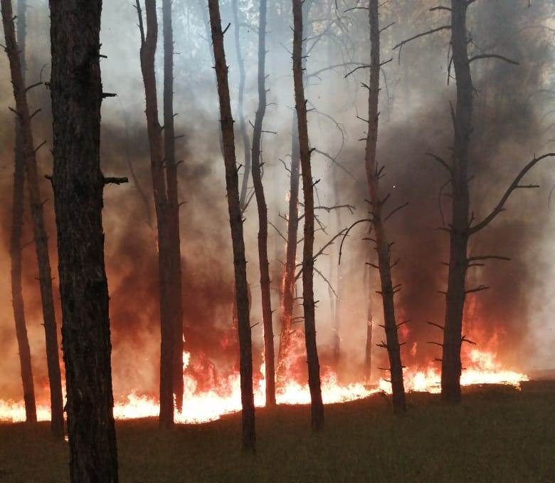 В Днепропетровской области горел лес на площади 5 га