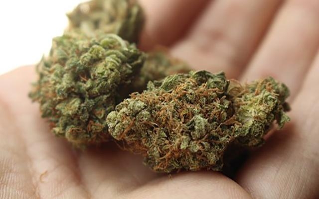 Легализацию медицинской марихуаны поддерживает больше 50% украинцев