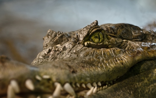В Крыму возле школы в кустах нашли крокодила