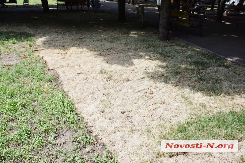 В Николаеве газон, который «переселили» с площади Соборной, превращается в сено