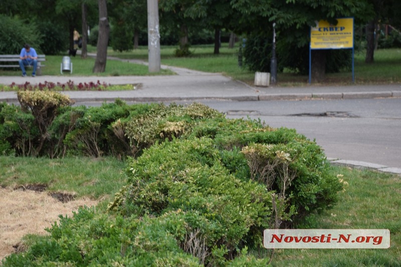 Вслед за газоном погибают кусты самшита, пересаженные с площади Соборной