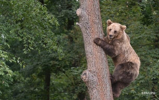 Медведь месяц хранил «прозапас» раненного россиянина в берлоге.ФОТО 18+