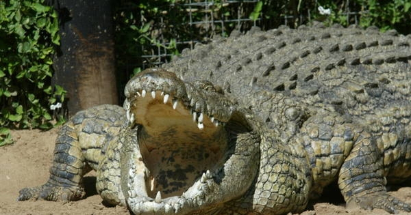 Огромный крокодил съел собственную челюсть