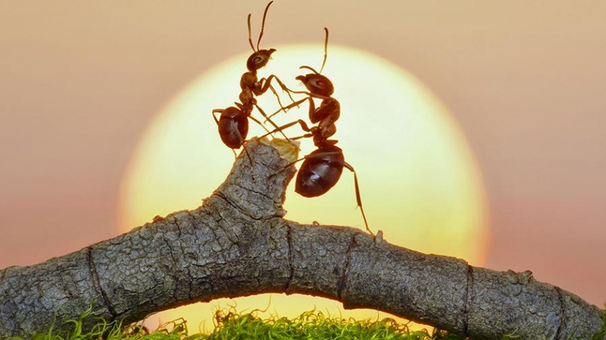 Массовое вымирание насекомых назвали худшей катастрофой в истории человечества