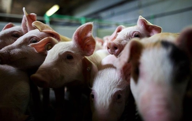 В Николаевской области снова выявлена африканская чума свиней