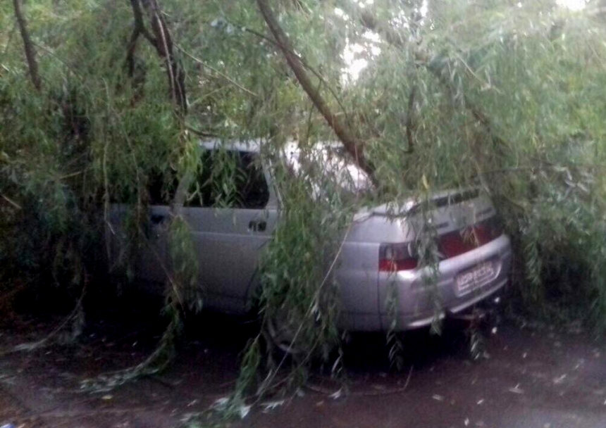 В Вознесенске на припаркованные автомобили упало дерево