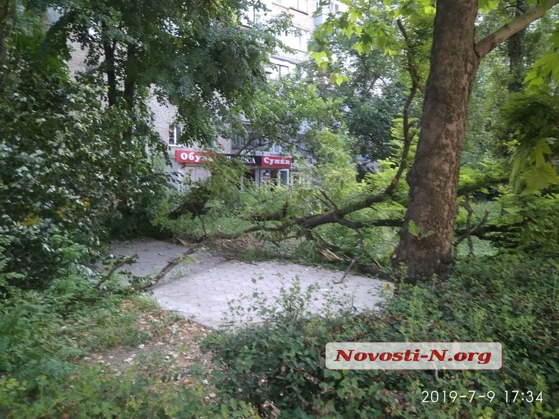 В Николаеве на тротуар рухнуло дерево, чудом никого не зацепив