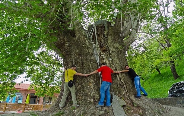 В Азербайджане древнее дерево упало на туристов. Видео