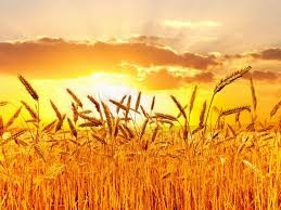 На юге Николаевской области из-за засухи низкий урожай зерновых