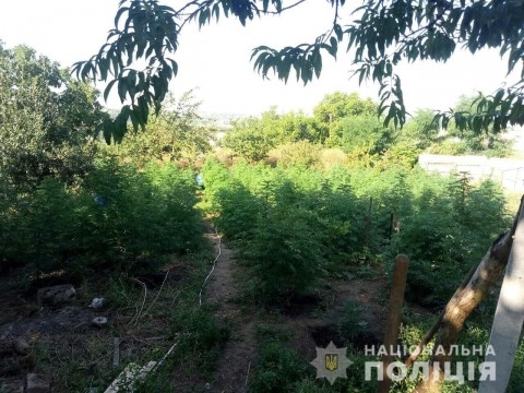 На Николаевщине мужчина в огороде выращивал коноплю, а в подвале организовал нарколабораторию 