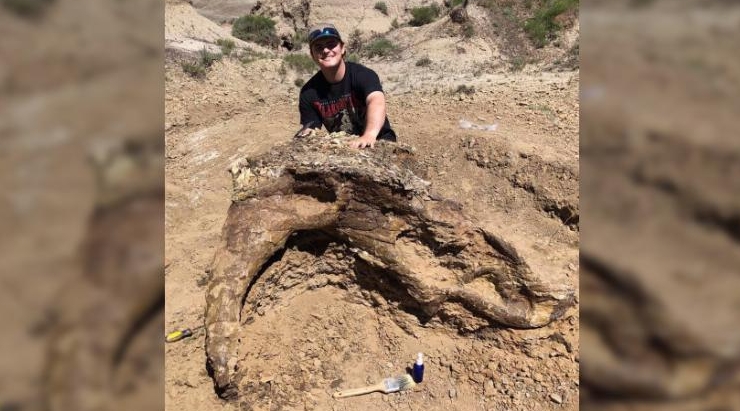 Студент нашел череп трицератопса, которому 65 миллионов лет