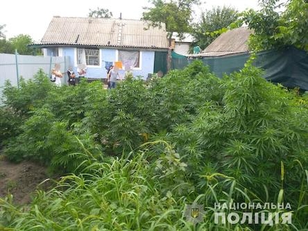На Николаевщине мужчина насушил себе 2 кг конопли и ещё 25 кустов выращивал