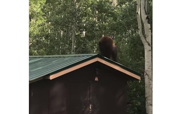 В США на видео сняли медведя-вора