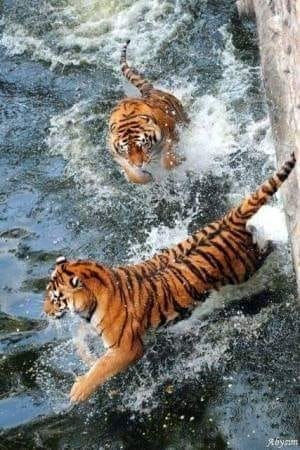В Николаевском зоопарке пополнение: у пары амурских тигров родился тигренок