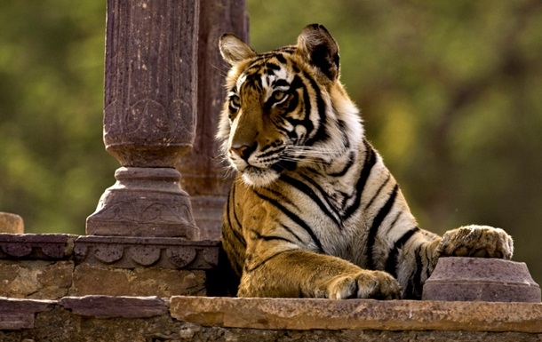 В Индии толпа забила до смерти тигра-убийцу - 33 человека разыскивает полиция
