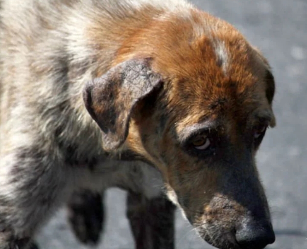 В Луганской области будут судить мужчину, который убил собаку, выбросив ее из окна