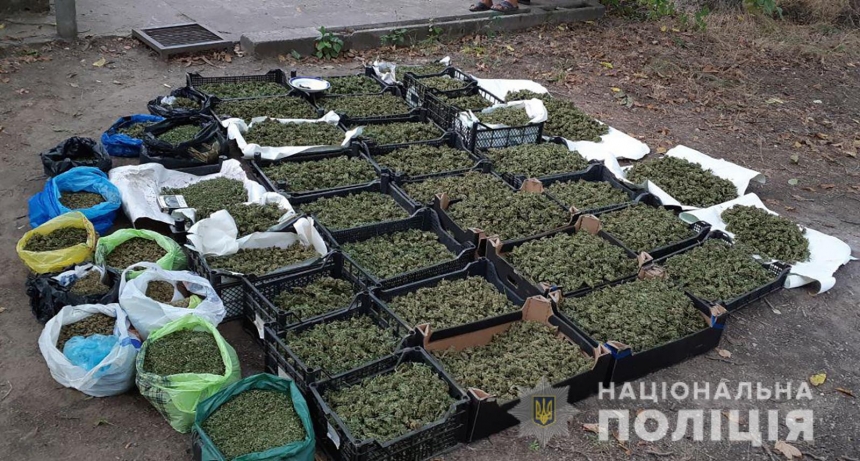 В Запорожской области группа наркоторговцев выращивала и продавала коноплю на 2 млн ежемесячно