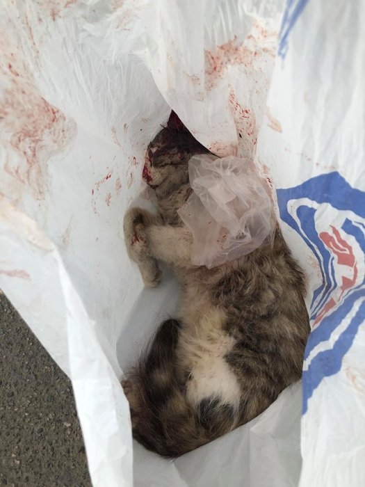 В Николаеве жена подозреваемого в расстреле кота пыталась украсть труп животного. ВИДЕО