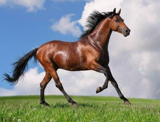 В Харьковской области лошадь убила ребенка