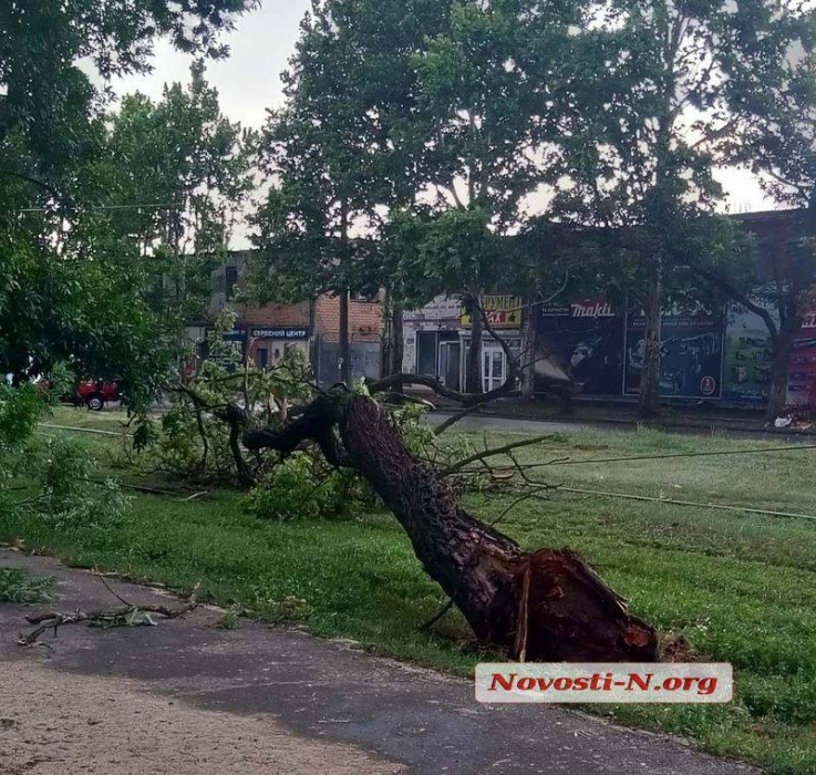 В Николаеве сильный ветер повалил деревья и столбы