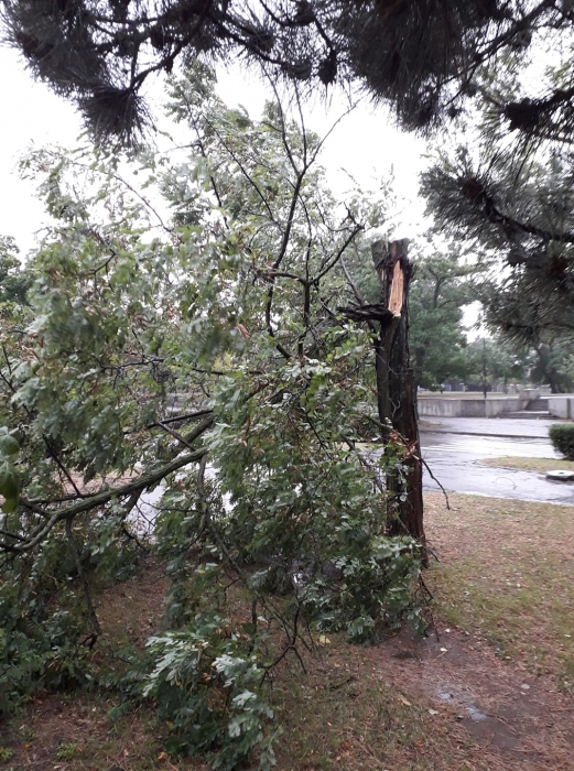 В Николаеве сильный ветер повалил деревья и столбы