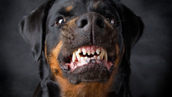 Смерть девушки от зубов ротвейлера на Николаевщине: владельцу собаки дали два года условно