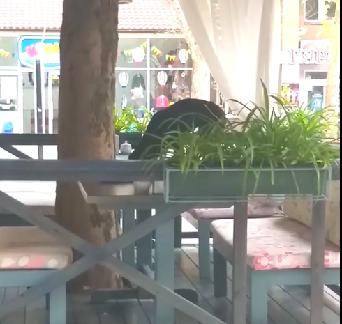 Николаевец показал, как на столе кафе в центре города хозяйничает  бездомная собака