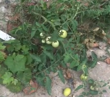 В Николаеве на раскопанной ул. Адмирала Макарова растут помидоры и виноград. ВИДЕО