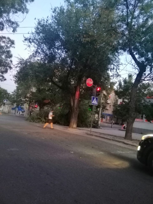 В центре Николаева на дорогу упало дерево