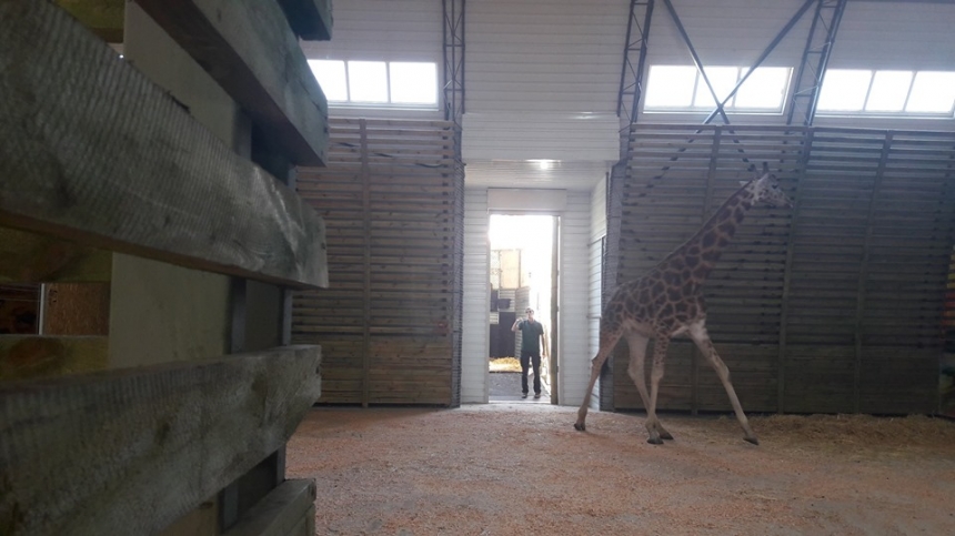 В Николаев привезли жирафа по имени Логан