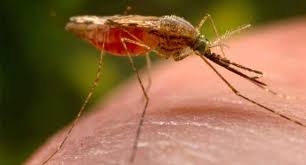 В Запорожье зафиксировали два случая тропической малярии