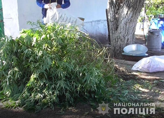 Житель Николаевщины бережно выращивал коноплю на приусадебном участке