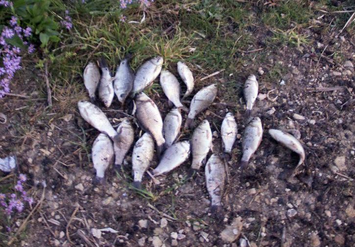 На Николаевщине два браконьера наловили рыбы на 160 тысяч штрафа