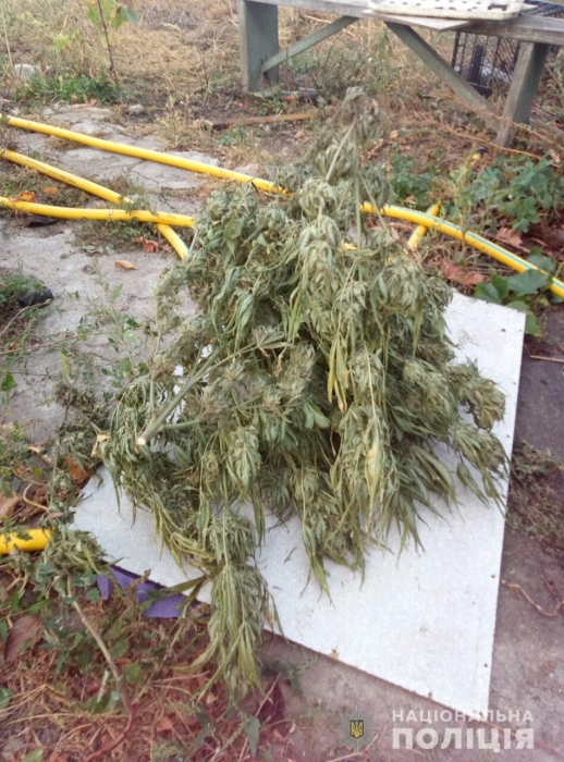 Житель Николаевщины вырастил 24 куста конопли высотой около 3-х метров