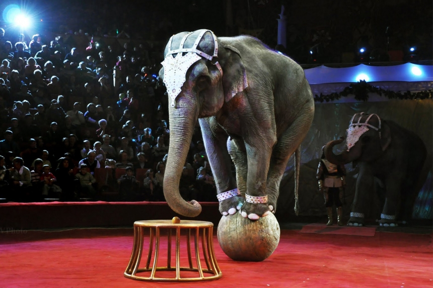 Украина должна отказаться от цирков с животными, - министр культуры
