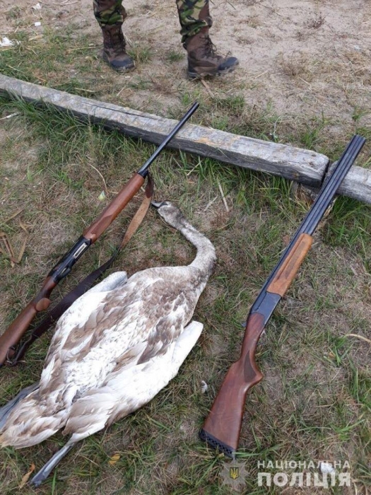 На Киевщине пьяные браконьеры расстреляли лебедя