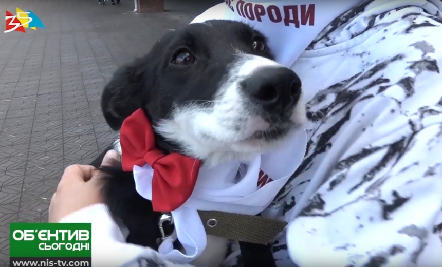 В Николаеве на «беспородной» выставке шесть собак нашли семью. ВИДЕО