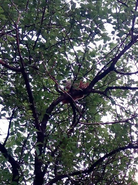 В Николаеве котенок три дня не может слезть с дерева — никто не спешит на помощь