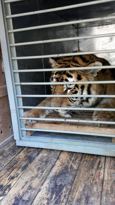 Николаевский зоопарк отдал тигра коллегам из Одессы