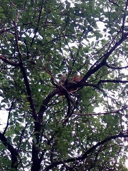 Застрявшего на дереве в Николаеве котенка сумели снять самостоятельно