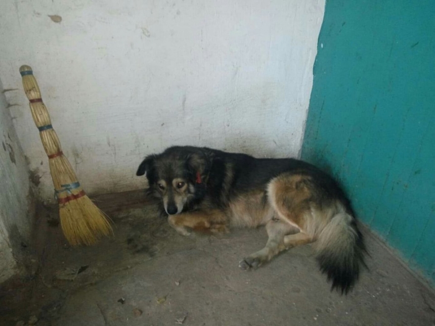 Директор «Центра защиты животных» заявил, что собака, отданная Куркуриной, оказалась выброшенной на улицу