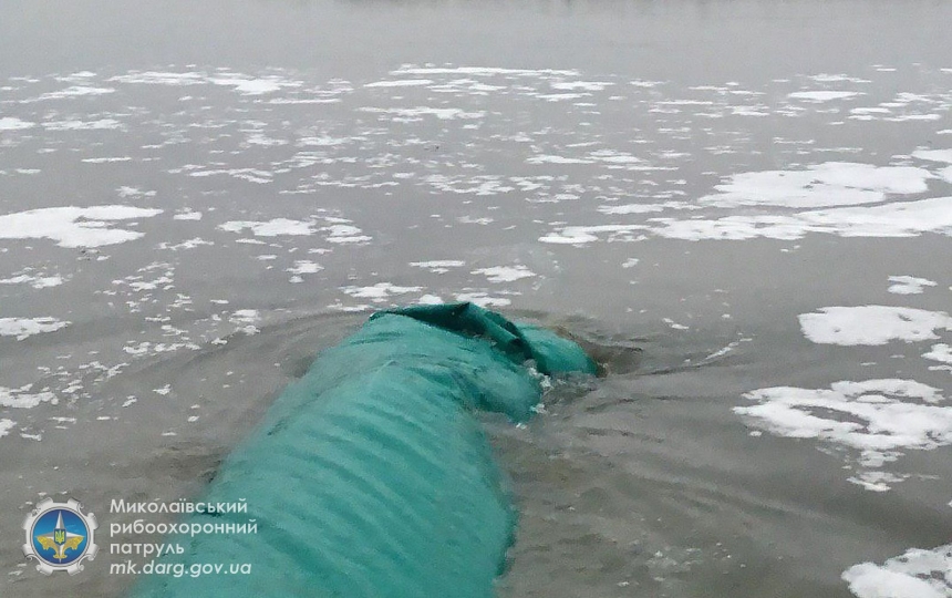 На Николаевщине в Южный Буг выпустили  более 18 тонн рыбы