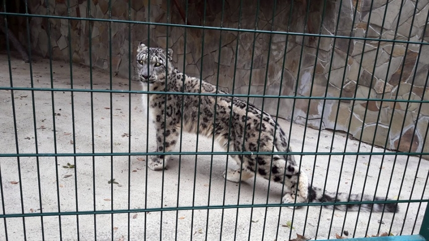 В Николаевском зоопарке появился снежный барс. ФОТО