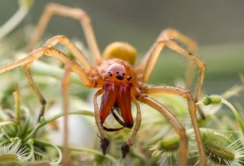 В Херсоне девушку укусил ядовитый паук: новый вид опасных насекомых появился на юге Украины
