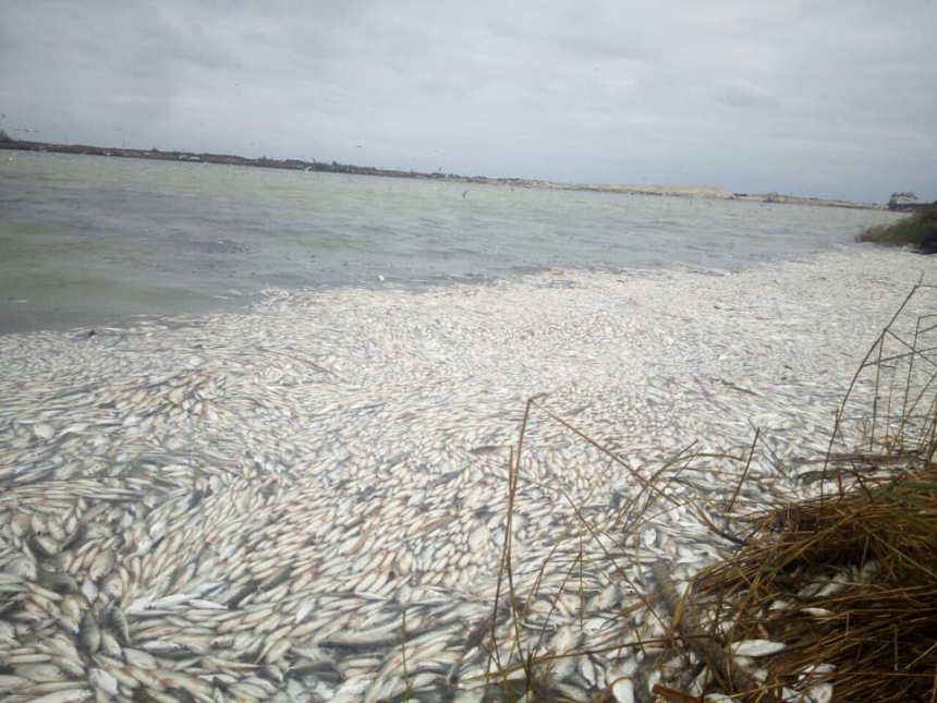 В Херсонской области в Днепре зафиксирован массовый мор рыбы