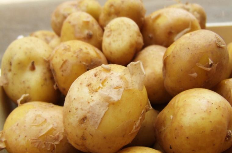 На Николаевщине для питания детей в школе закупили картофель с нитратами